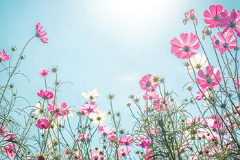 Choices cover image showing a meadow of pink and white flowers growing towards a bright sun in the sky.