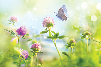 Cover photo showing a yellow butterfly with orange and black spots landing on a pink thissle within a meadow of thissles.